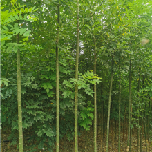 苗圃供應(yīng) 苦楝樹 環(huán)境優(yōu)越 苗木資源雄厚