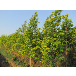 水杉苗木|金葉水杉苗木批發(fā)|億農(nóng)苗木花卉(*商家)