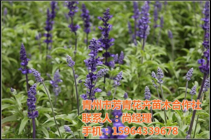 青州市芳青花卉苗木專業合作社
