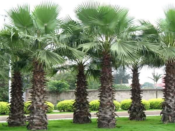 高桿蒲葵,綠化苗木,園林綠化工程適用,價格優惠圖片_2