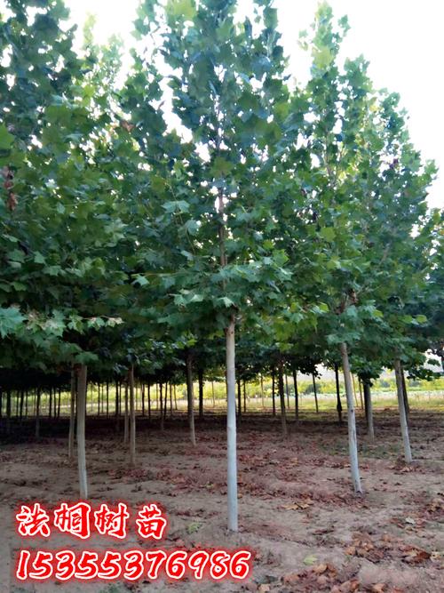 法國梧桐樹樹苗大樹庭院風(fēng)景樹行道園林綠化苗木南方種植青桐法桐