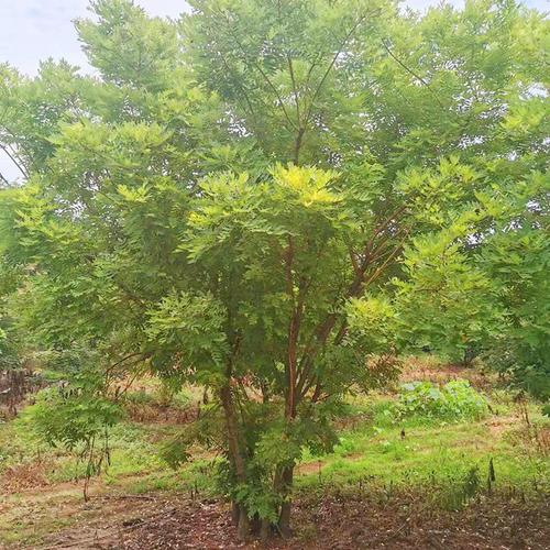 園林綠化喬木苗木 叢生黃金槐樹苗 叢生金枝槐大樹