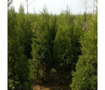 寶塔松苗木產(chǎn)品信息