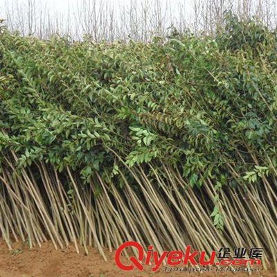 綠化工程苗木 大葉女貞樹苗 綠化小苗高桿女貞苗學校工廠單位綠化-灌南縣大平原花木專業合作社提供綠化工程苗木 大葉女貞樹苗 綠化小苗高桿女貞苗學校工廠單位綠化的相關介紹、產品、服務、圖片、價格灌南縣大平原花木專業合作社、大葉女貞;國槐;欒樹;紅葉石楠;金森女貞;無刺構骨;竹柳;紫薇;紫葉李;鮮切花;蜀檜