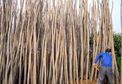 綠化苗木3-12公分垂柳,5-12公分玉蘭,大櫻花,合歡 ,