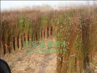 桃苗新的價格、現在的價格泰安鑫鑫苗木_農副產品_世界工廠網中國產品信息庫