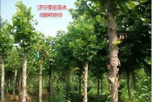 2014年處理山東濟寧全冠法桐價格_農副產品_世界工廠網