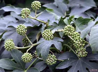 【農戶銷售優質八角金盤、現挖現賣】綠化苗木,價格,廠家,供應商,花木,龍海市東泗興輝園藝場 - 產品庫