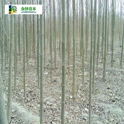 淮南速生柳遂寧速生柳煙臺(tái)速生柳_河北保定博野金澤綠化苗木基地_商國互聯(lián)網(wǎng)