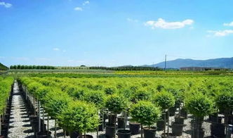 2019年苗圃升級(jí)蓄勢待發(fā),苗木品種化是核心