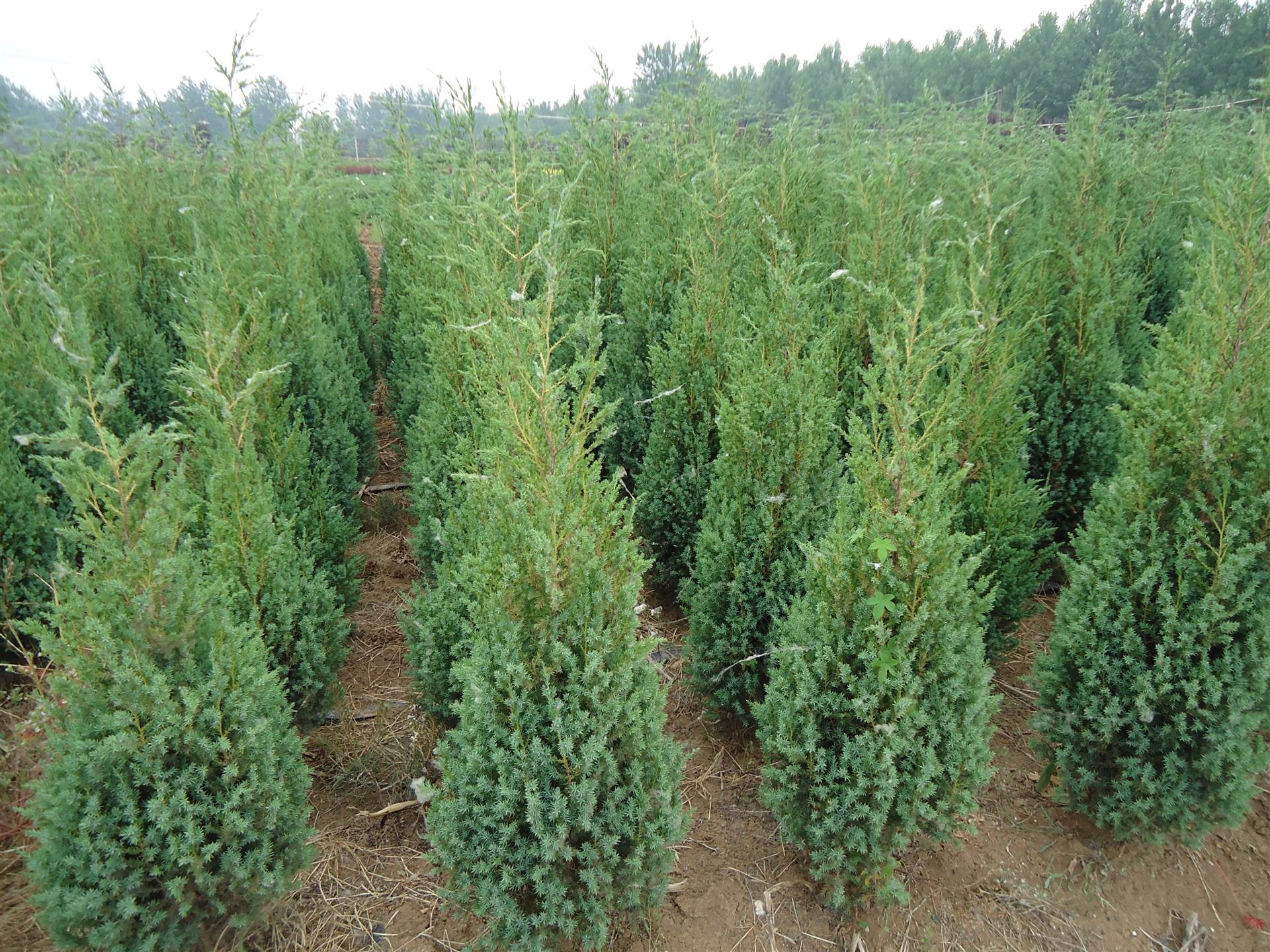 檜柏/圓柏 苗木大量供應 量大從優(yōu) 產(chǎn)地直銷 - 苗木批發(fā)網(wǎng)