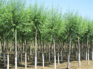 高接金葉槐價格_河北省保定綠源苗圃場出售各種物美價廉實惠的苗木產(chǎn)品_河北保定市.