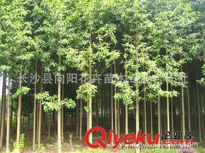 喬木-湖南向陽(yáng)花木合作社供10公分優(yōu)質(zhì)樂(lè)昌含笑-長(zhǎng)沙縣向陽(yáng)花卉苗木專業(yè)合作社提供喬木-湖南向陽(yáng)花木合作社供10公分優(yōu)質(zhì)樂(lè)昌含笑的相關(guān)介紹、產(chǎn)品、服務(wù)、圖片、價(jià)格長(zhǎng)沙縣向陽(yáng)花卉苗木專業(yè)合作社、香樟;桂花;廣玉蘭;樂(lè)昌含笑;羅漢松;欒樹;石榴;紅楓;杜英;櫻花;雪松;楊梅;杜鵑;金森女貞;香泡;金葉女貞;欏木石楠;紅桎木古樁;紅花繼木;十大功勞