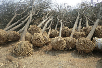河北國(guó)槐樹國(guó)槐價(jià)格-城鎮(zhèn)綠化-供應(yīng)-山東盈通苗木基地-一畝田農(nóng)產(chǎn)品商務(wù)平臺(tái)