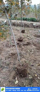 湖南美國(guó)紅楓價(jià)格 17cm美國(guó)紅楓價(jià)格 星辰苗木 推薦商家 高清圖片 高清大圖