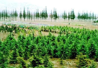 即墨鰲山衛(wèi)鎮(zhèn)秋冬時(shí)節(jié)大面積種植雪松、蜀檜等苗木,加速了公路沿線綠化進(jìn)程。本報(bào)記者攝影報(bào)道(圖)