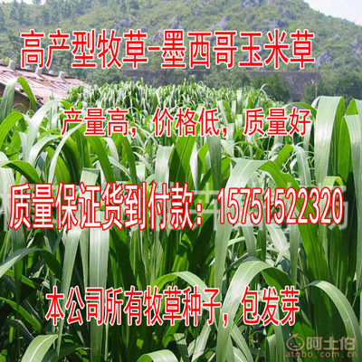 【牧草種子批發(fā)菊苣種子廠家直銷量大優(yōu)惠高丹草包發(fā)芽】沭陽(yáng)學(xué)浩苗木場(chǎng) - 產(chǎn)品庫(kù)