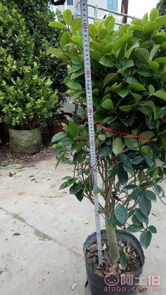 【球形含笑袋苗銷售、基地直銷、農戶種植】綠化苗木,價格,廠家,供應商,花木,龍海市東泗興輝園藝場 - 產品庫