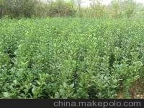 河北苗木供應商,價格,河北苗木批發市場 