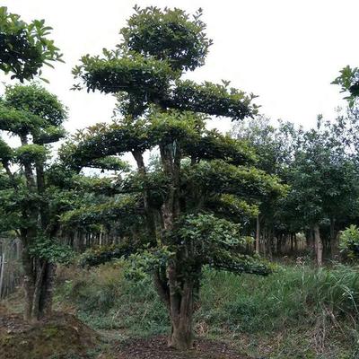 【君威苗圃】供應欏木石楠造型樹樁 盆景欏木石楠樹 園林綠化苗木 量大價優圖片_高清圖_細節圖-長沙市雨花區君威苗圃