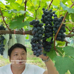 新聞 紅太陽(yáng)葡萄樹(shù)苗產(chǎn)品展示  歡迎你