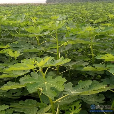 【無花果廠家耐濕耐寒耐瘠薄中農(nóng)矮生無花果苗】泰安高新區(qū)旺運苗木中心 - 產(chǎn)品庫