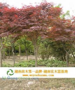 供應(yīng)10公分紅楓,10公分紅楓價格_農(nóng)副產(chǎn)品_世界工廠網(wǎng)中國產(chǎn)品信息庫
