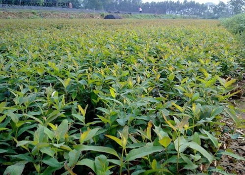 重慶哪里有賣桉樹種子的