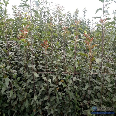 【梨苗腐爛病品質(zhì)好的圓黃梨苗廠家】泰安高新區(qū)旺運(yùn)苗木中心 - 產(chǎn)品庫