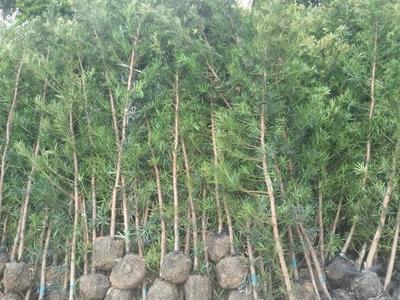 普寧羅漢松產地\廣東羅漢松--廣潔苗木場