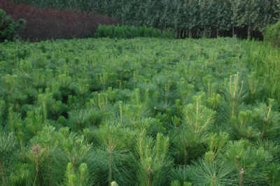 公司直供營養缽油松苗 油松小苗 油松樹苗 油松苗木