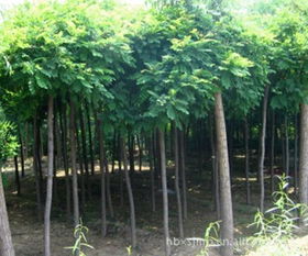 供應(yīng)8公分香花槐苗木,價格,廠家