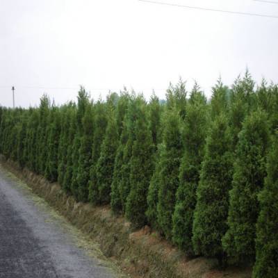 塔檜價格_塔檜圖片_塔檜產(chǎn)地_塔檜綠化苗木苗圃基地