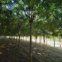 2019綠化苗木價格 報價 綠化苗木批發(fā) 第4頁 園林網(wǎng)