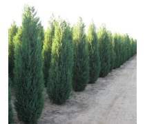 【供應側柏樹苗/3米側柏樹苗價錢/山東側柏樹苗基地】泰安開發區通達苗木繁育中心 - 產品庫