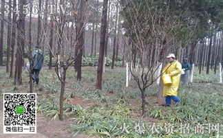 春季苗木種植需要注意什么