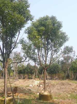 【全冠香樟袋苗供應(yīng)、種植基地直銷、價(jià)格實(shí)惠】綠化苗木,價(jià)格,廠家,供應(yīng)商,花木,龍海市東泗興輝園藝場 - 產(chǎn)品庫