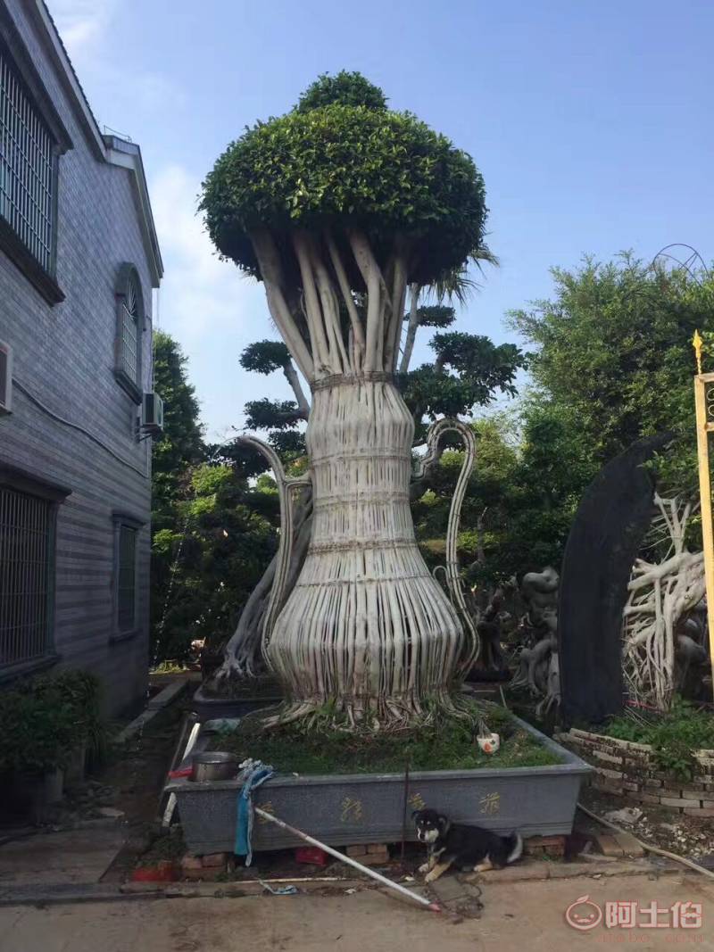 【造型小葉榕供應(yīng)、基地直轄、造型優(yōu)美】綠化苗木,價(jià)格,廠家,供應(yīng)商,花木,龍海市東泗興輝園藝場 - 產(chǎn)品庫