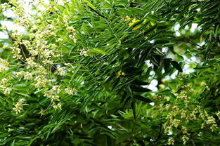 河北國槐 河北國槐 河北保定百全苗木基地