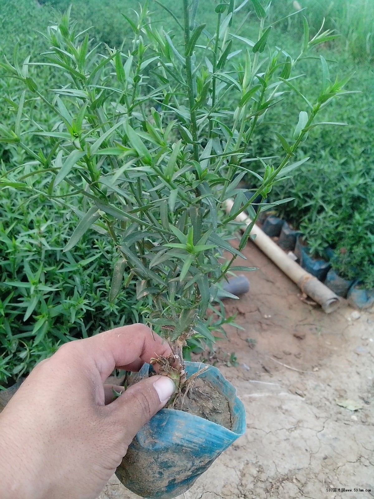 荷蘭菊圖片|苗木圖庫|597苗木網