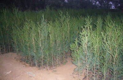 側(cè)柏容器苗-沭陽陳東福苗木場(產(chǎn)品圖片)-產(chǎn)品庫-中國花木網(wǎng)