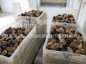 專(zhuān)業(yè)的笨雞苗供應(yīng)商推薦 笨雞苗低價(jià)批發(fā)