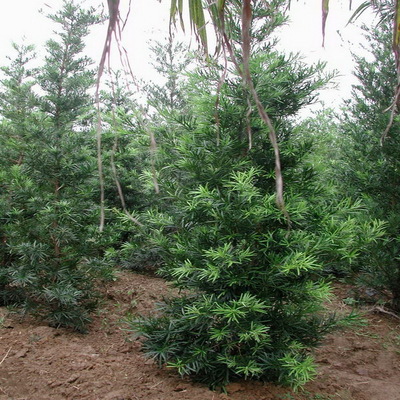 羅漢松 綠化喬木 瑞輝苗木 苗圃直銷(xiāo)