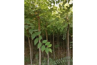 滑縣金葉榆14公分苗木市場(chǎng)