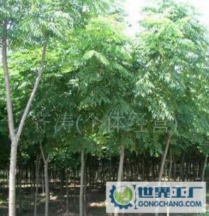 黃山欒,黃山欒樹(shù)苗,黃山欒苗木_農(nóng)副產(chǎn)品_世界工廠(chǎng)網(wǎng)中國(guó)產(chǎn)品信息庫(kù)
