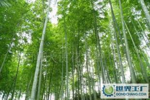 綠化苗木竹子《毛竹》《叢生毛竹》《竹苗》基地_農副產品_世界工廠網中國產品信息庫