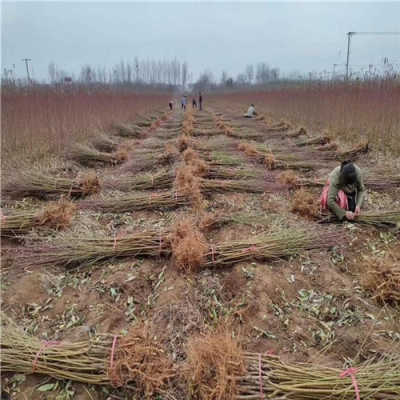 中華壽桃樹苗報(bào)價 浙江引進(jìn)中華壽桃樹苗