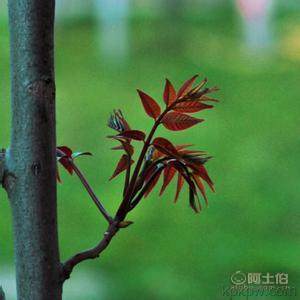 【香椿樹苗多0.7香椿苗批發(fā)廠家香椿苗有賣1公分香椿】泰安乾佑源苗木專業(yè)合作社 - 產(chǎn)品庫