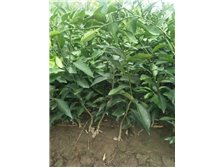 吳中區(qū)東山石井灣苗木場產(chǎn)品展示