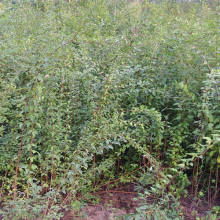 2020綠化苗木價格 報價 綠化苗木批發(fā) 園林網(wǎng)